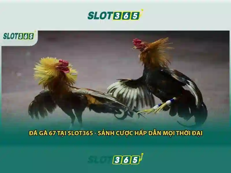Slot365 – Tổng quan và hướng dẫn chơi slot trực tuyến
