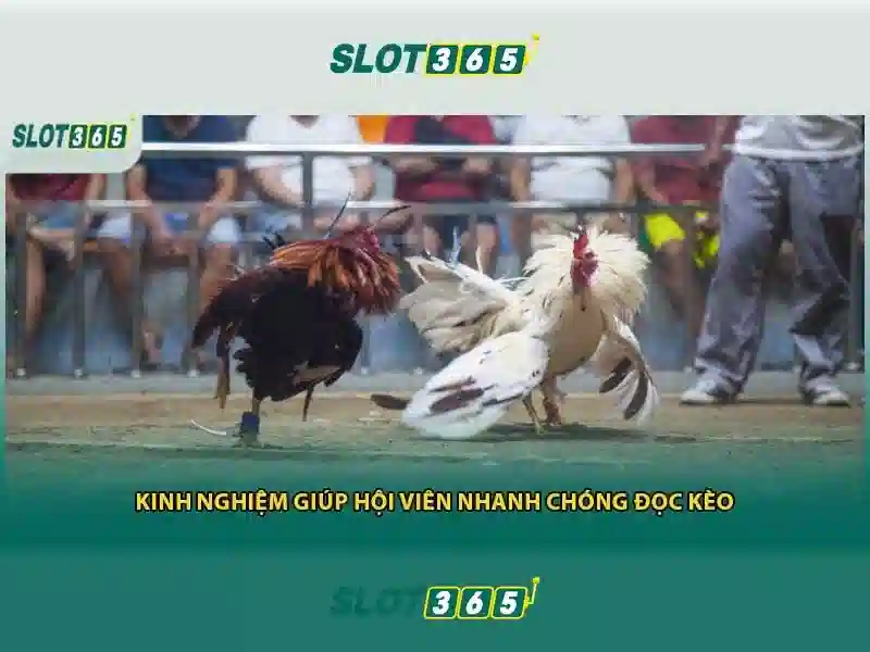 Slot365: Nền tảng trò chơi slots hàng đầu
