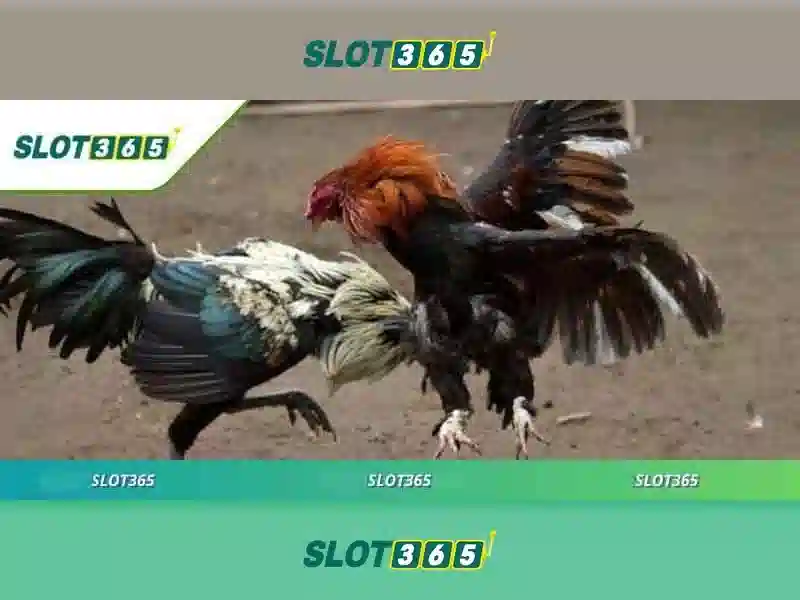 Slot365 - Tổng quan và trải nghiệm
