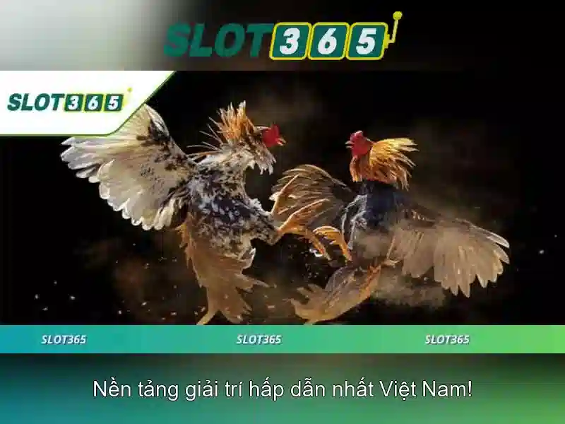 Slot365 - Tổng quan về nhà cái và trò chơi xèng trực tuyến
