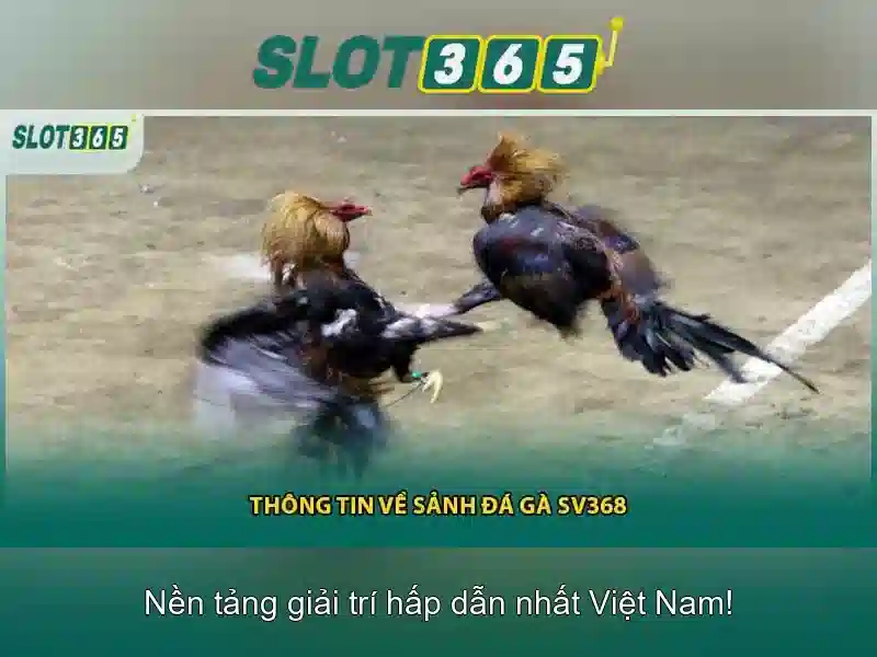 Slot365: Đánh giá tổng quan về nền tảng máy đánh bạc trực tuyến