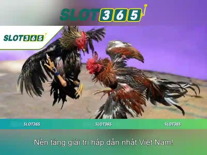 Slot365 - Đánh giá tổng quan và hướng dẫn chơi an toàn
