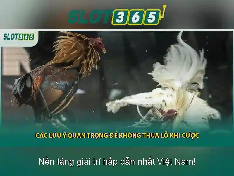 Slot365 - Đánh giá và hướng dẫn chơi máy đánh bạc trực tuyến
