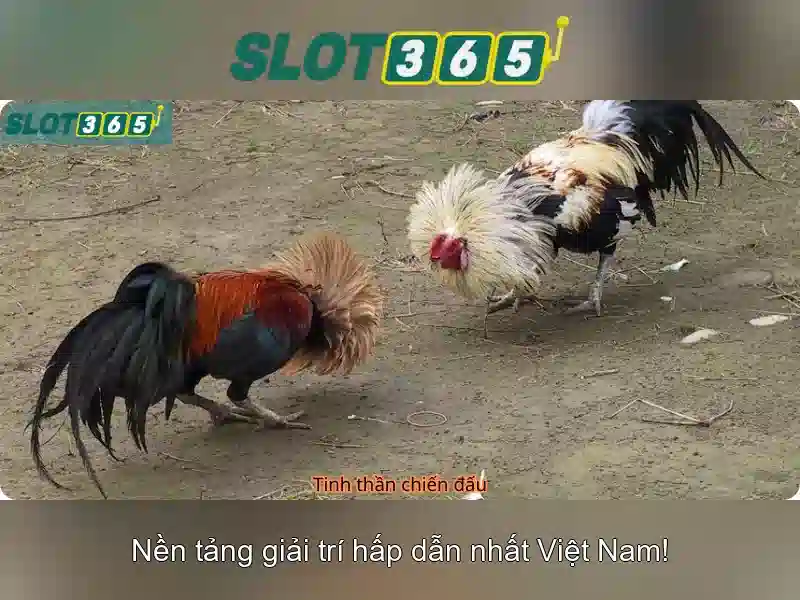 Slot365 - Tổng quan về nền tảng trò chơi
